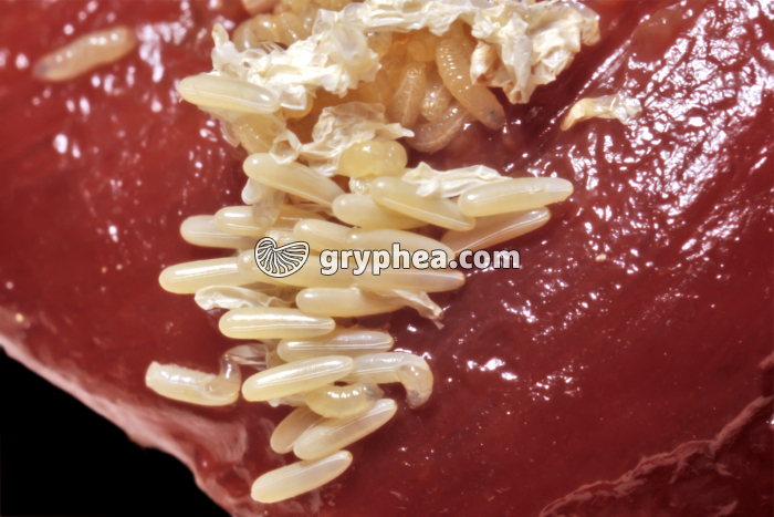 Mouche - Eclosion des oeufs et apparition des jeunes asticots  - gryphea.com